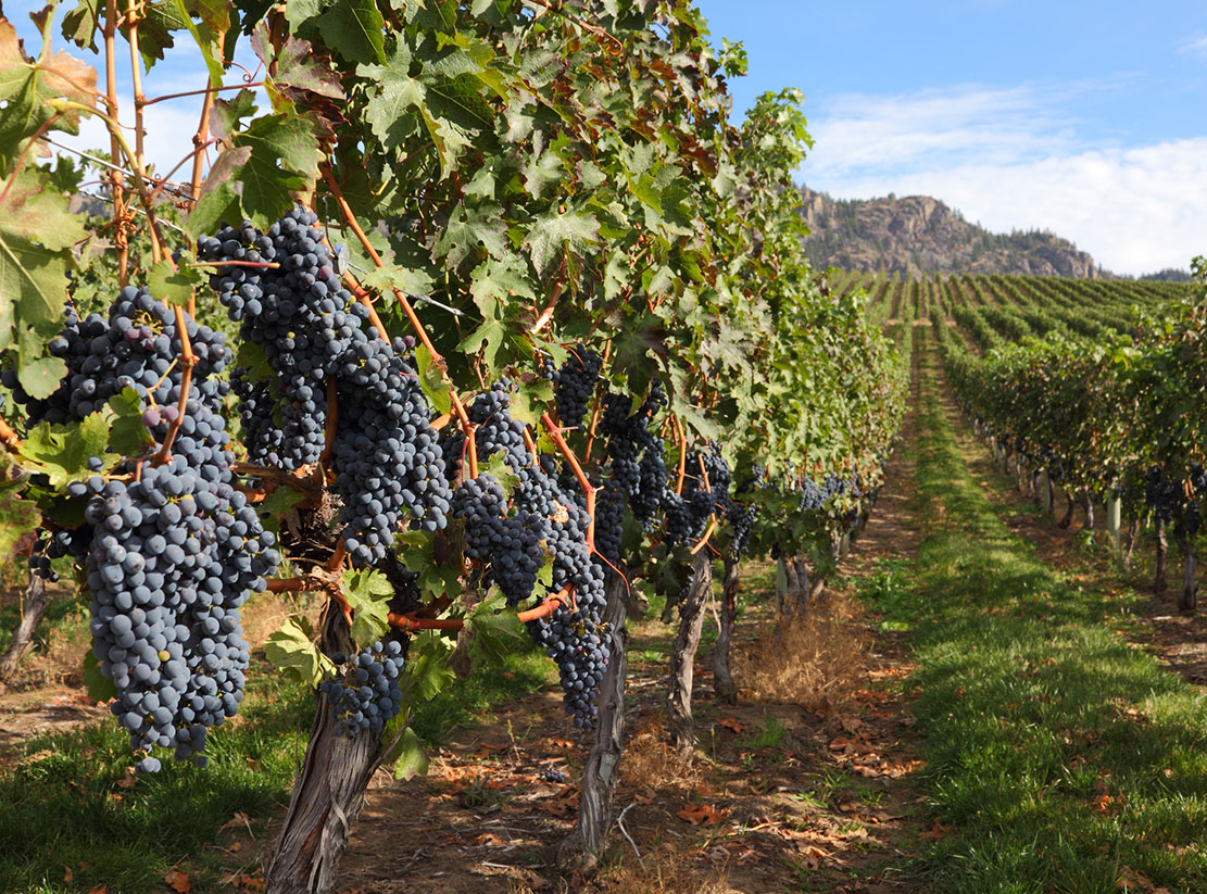 Stunning Wineries In Okanagan Country